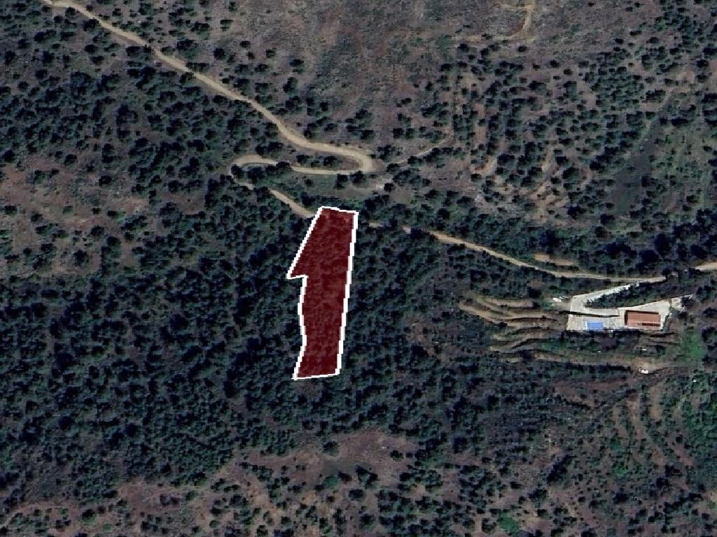 Field-Palaichori Orinis-PR41930