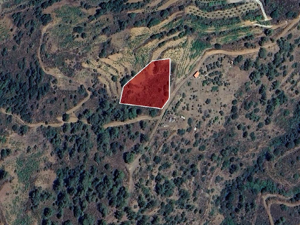 Field-Zoopigi-PR43136