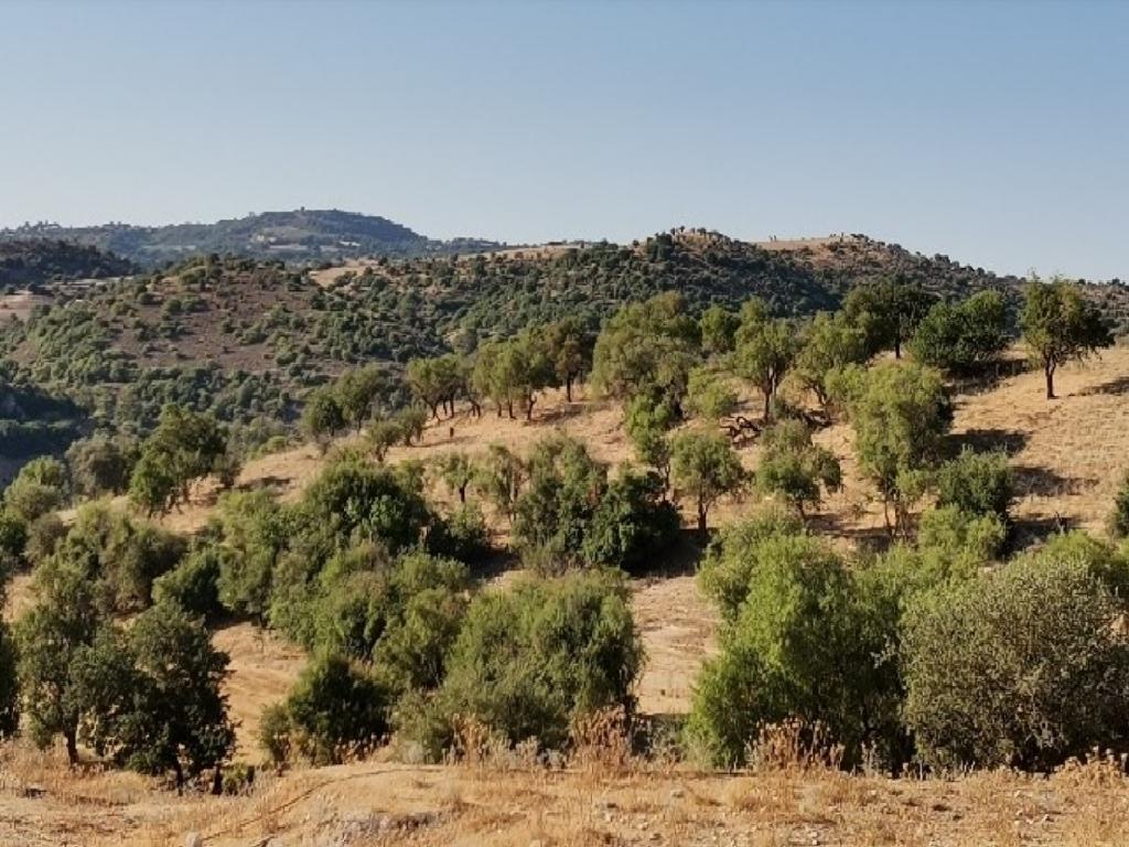 Field-Pitargou & Kato Panagia-PR38818