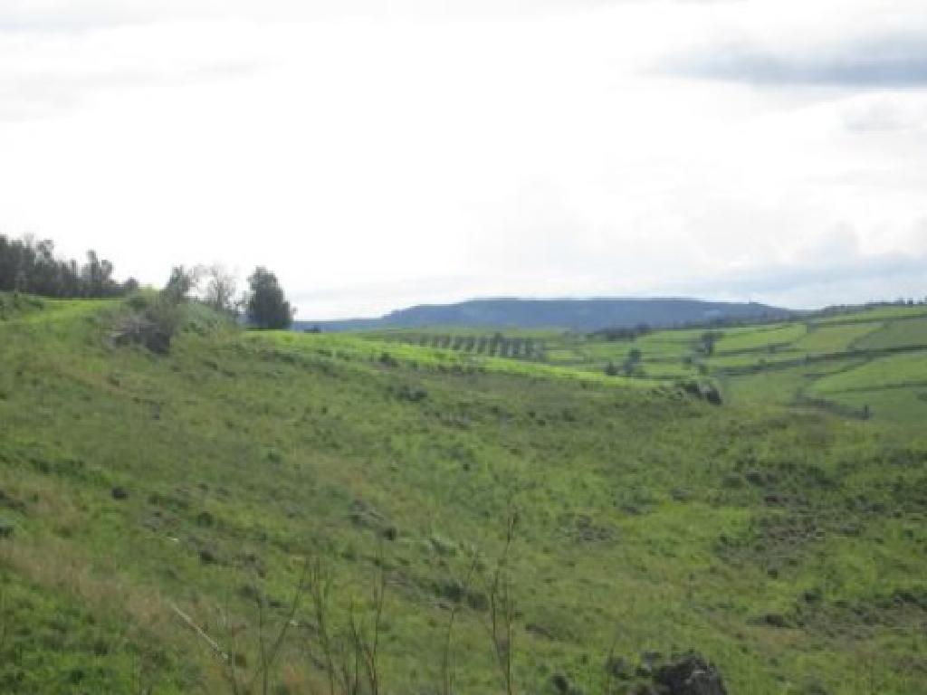 Field-Thrinia-PR42657