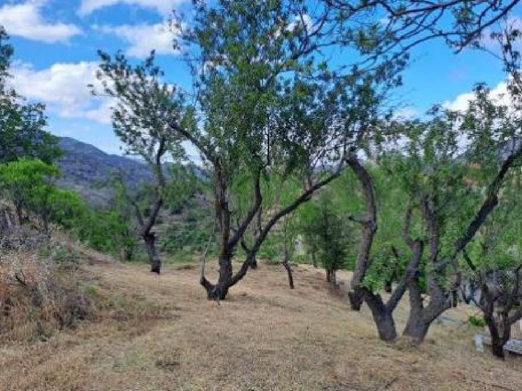 Field - Alona, Nicosia
