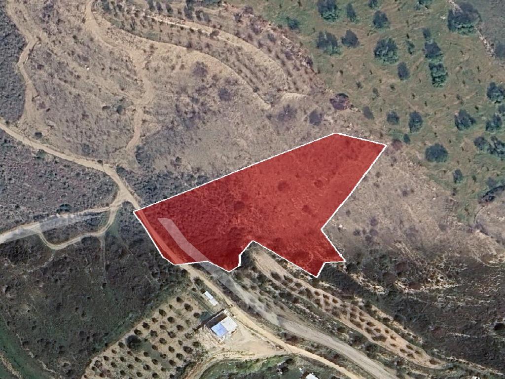 Field (share) - Tala, Paphos