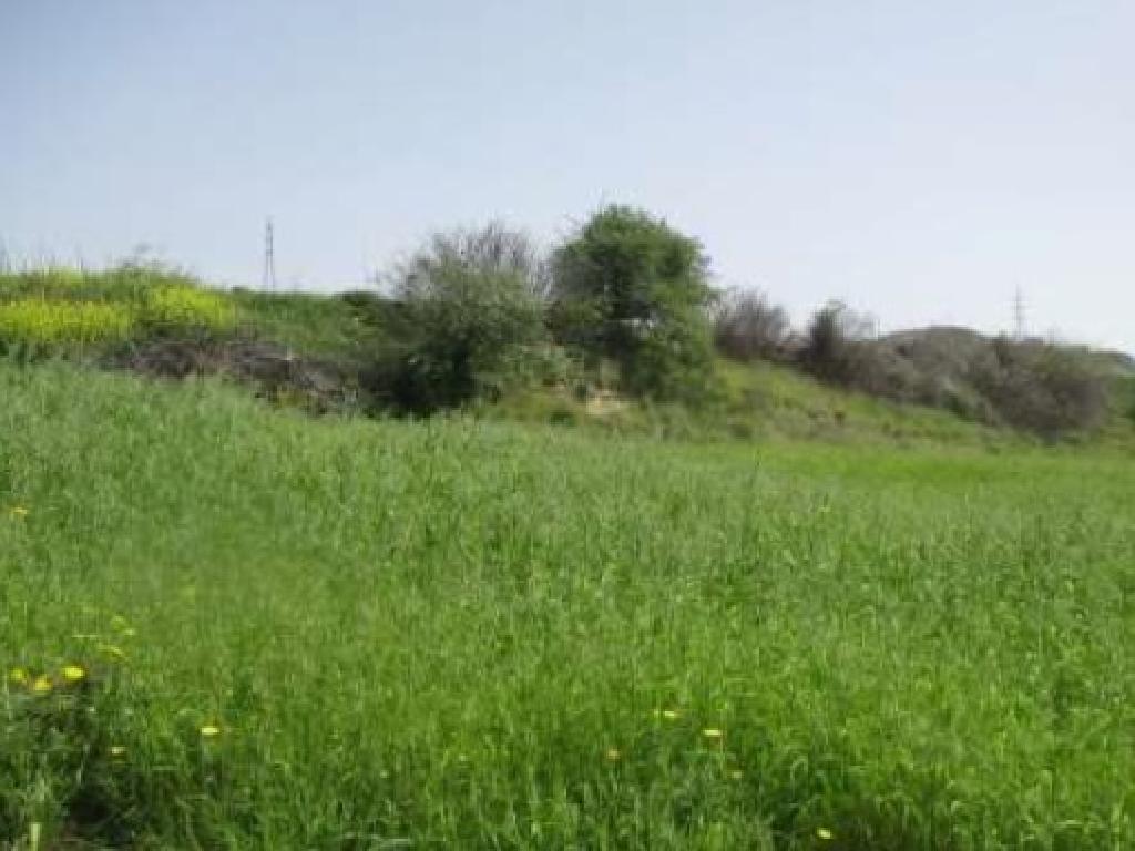 Field (Share) - Kato Akourdaleia, Paphos