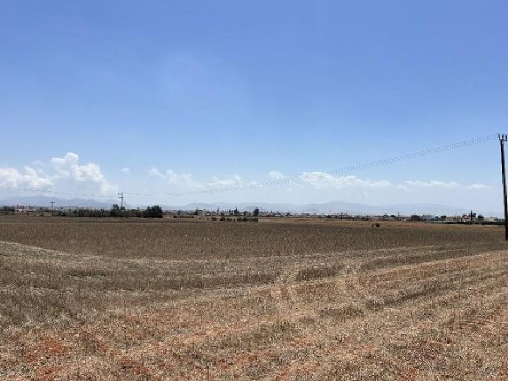 Field-Kokkinotrimithia-PR44622