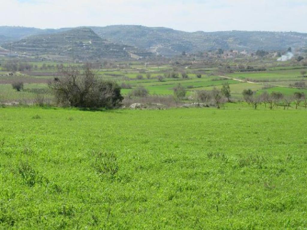 Field – Polemi, Paphos