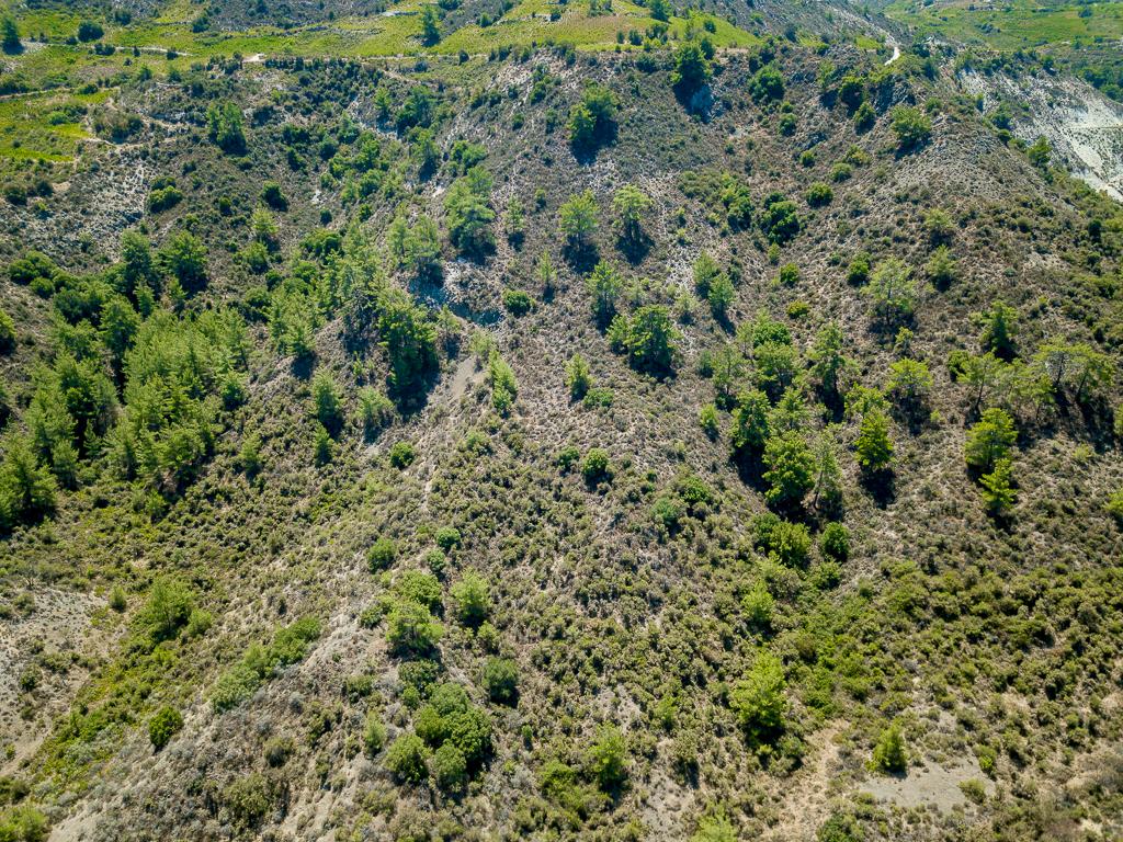 Field-Omodos-PR40945