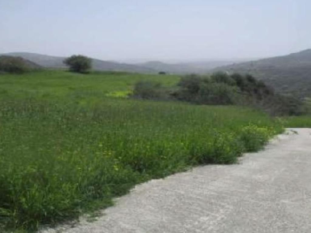 Field-Kato Akourdaleia-PR41468