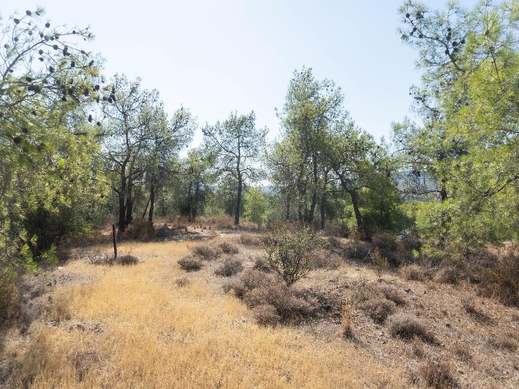 Field (Share) - Lythrodontas, Nicosia