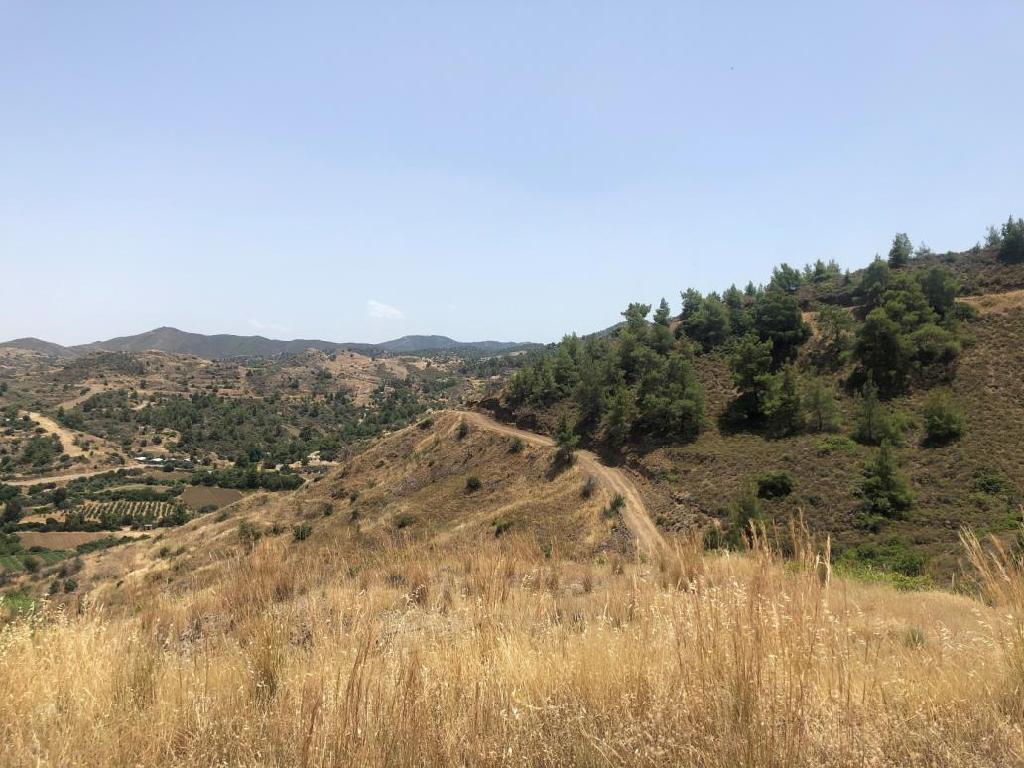 Field-Pigenia-PR34582