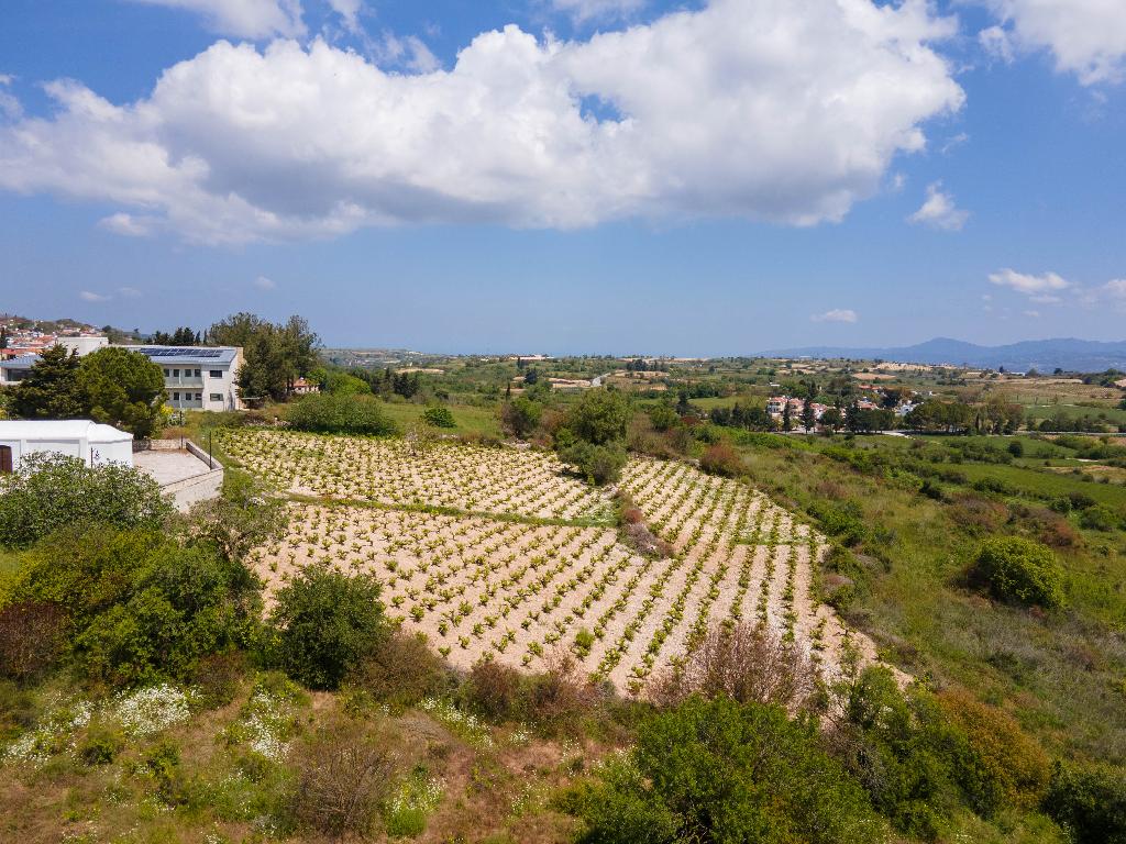 Field (Share) - Kathikas, Paphos