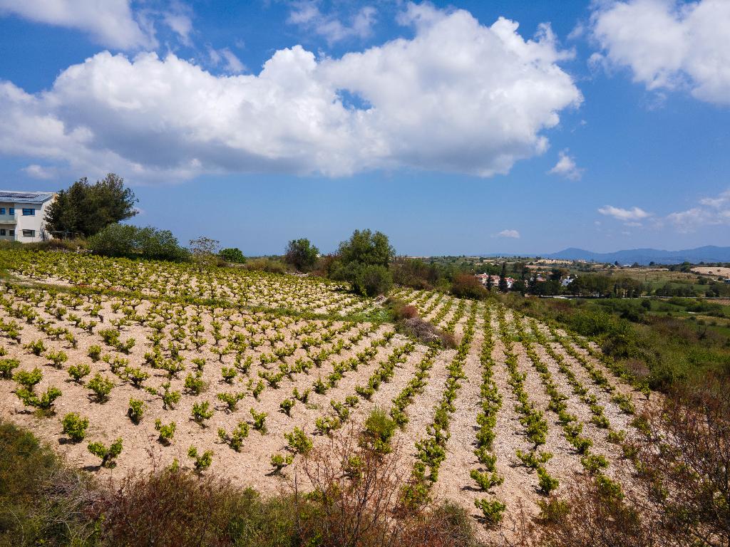 Field (Share) - Kathikas, Paphos