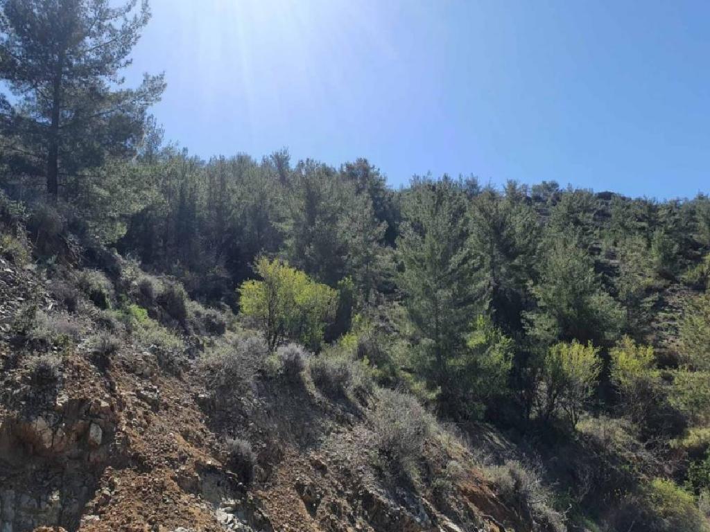 Field-Agios Theodoros-PR37918