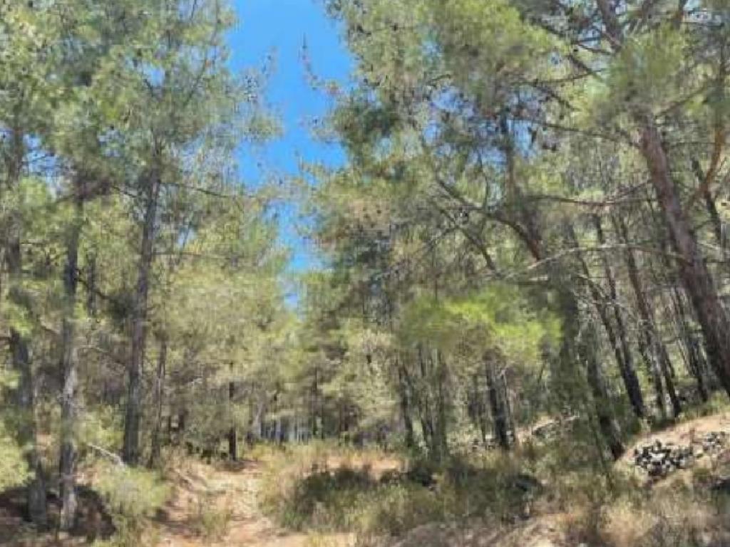 Field-Agios Theodoros-PR37918