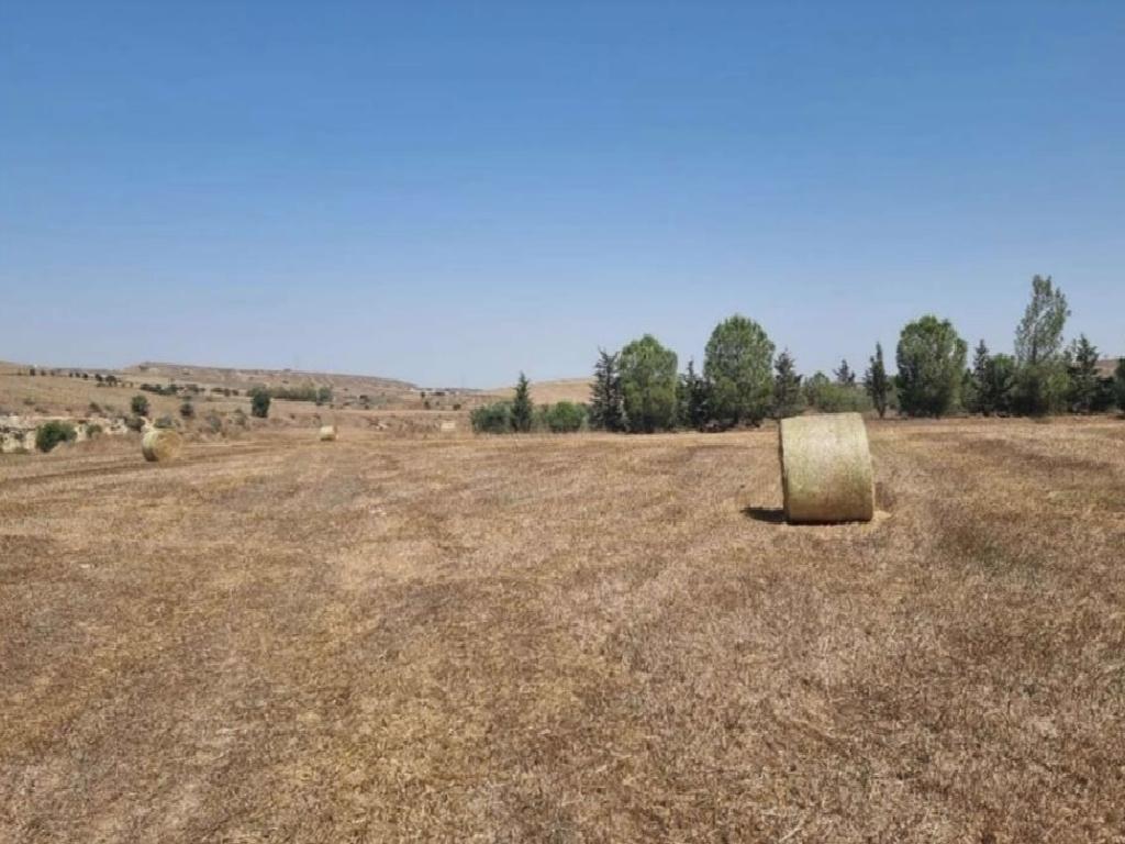 Field-Pano Deftera-PR39326