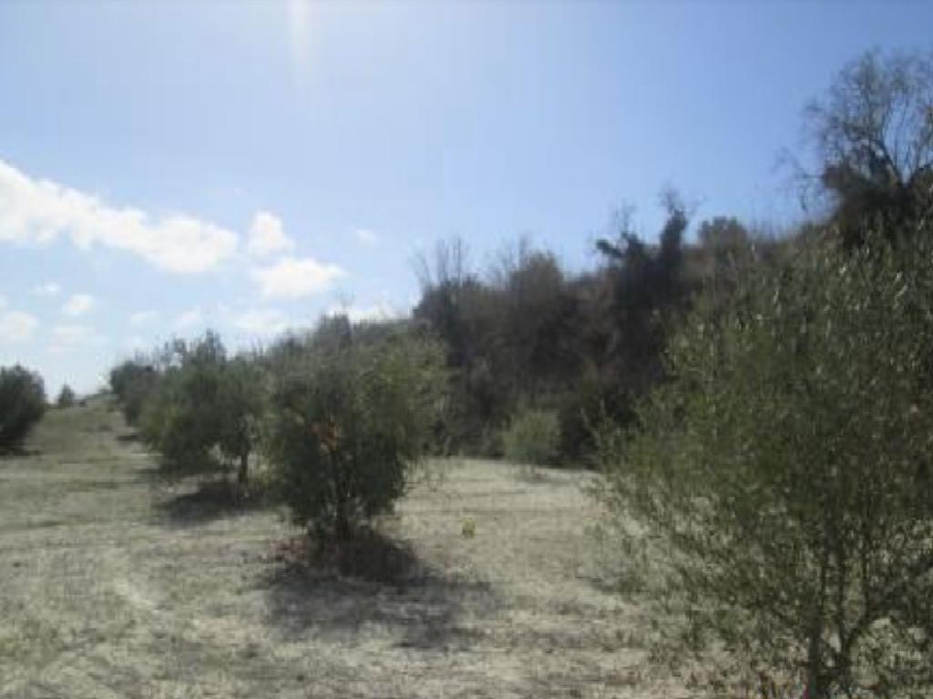 Field-Stroumpi-PR40489