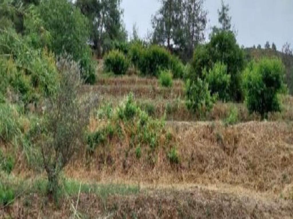Field-Kakopetria-PR40874