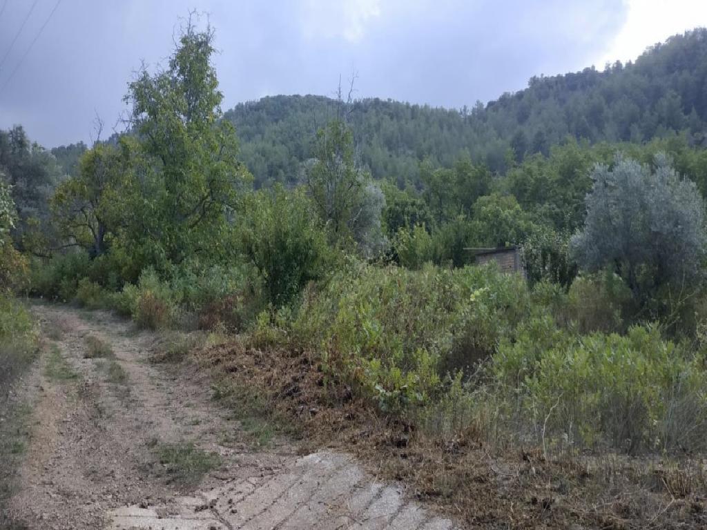 Field-Tsakistra-PR41345
