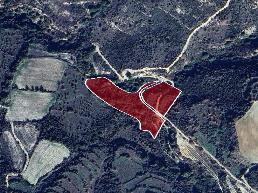 Field-Dora-CP10093