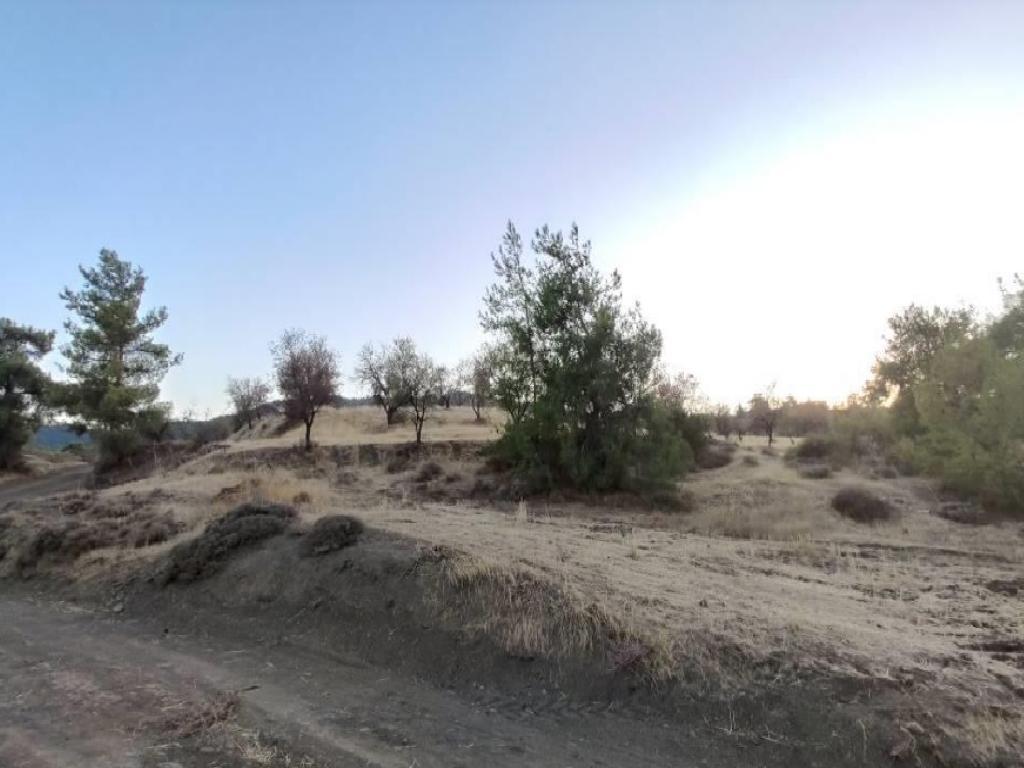 Field-Agios Georgios (Kafkallou)-CP10117
