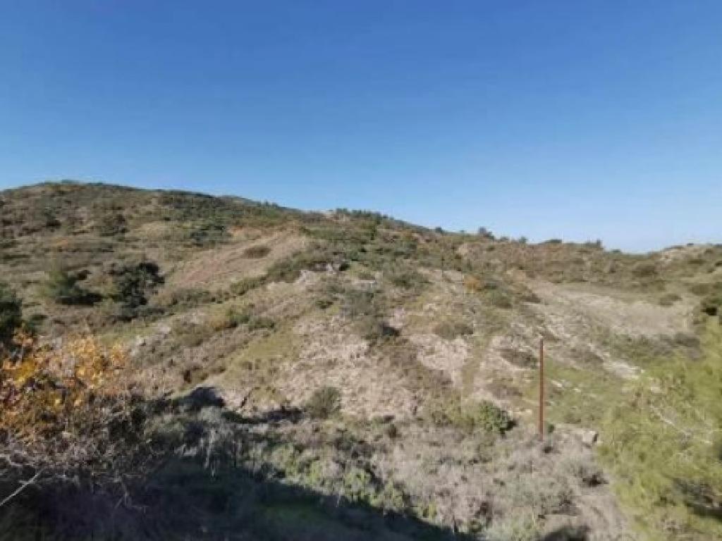Field-Pigenia-CP10173