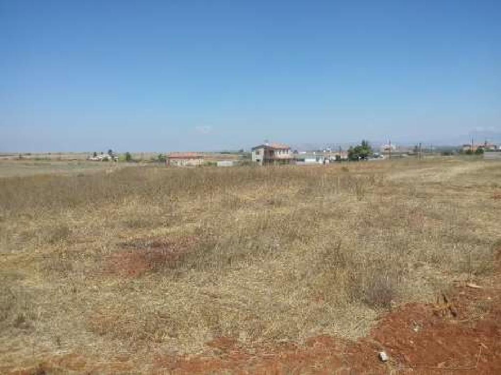 Field –  Palaiometocho, Nicosia