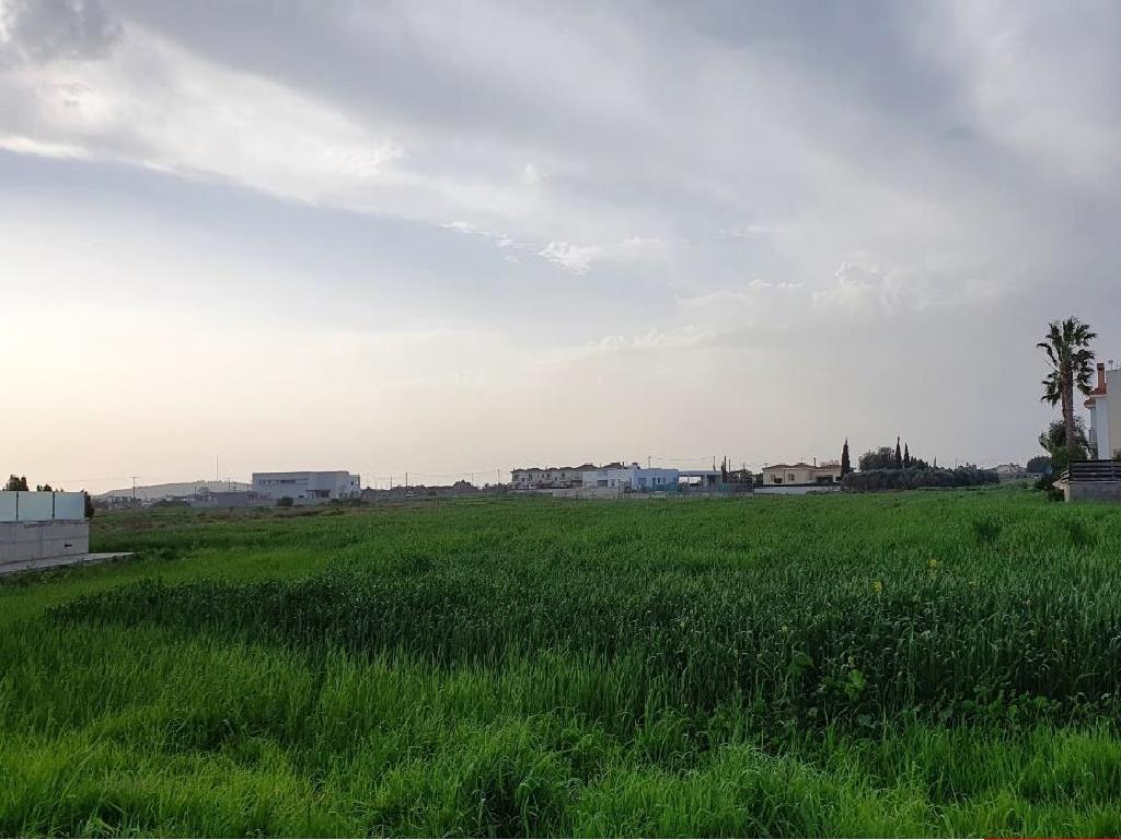 Field-Paralimni-PR35010