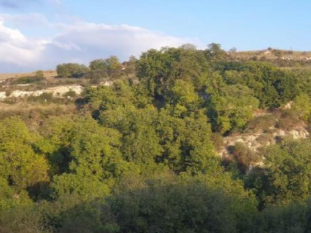 Field - Stroumpi, Paphos