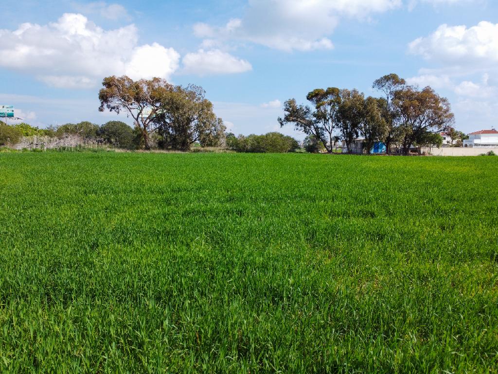 Field-Sotira-PR41913