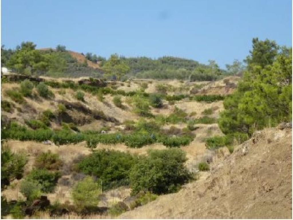 Field-Pano Pyrgos-PR13458