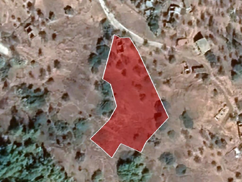 Field-Pigenia-PR35167