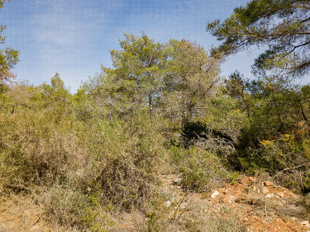 Field-Souni-Zanakia-PR37235