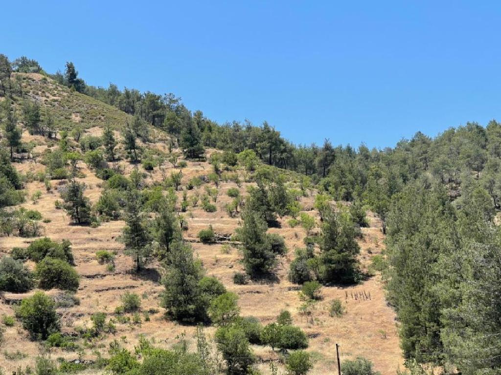 Field-Agios Epifanios (Oreinis)-PR39562