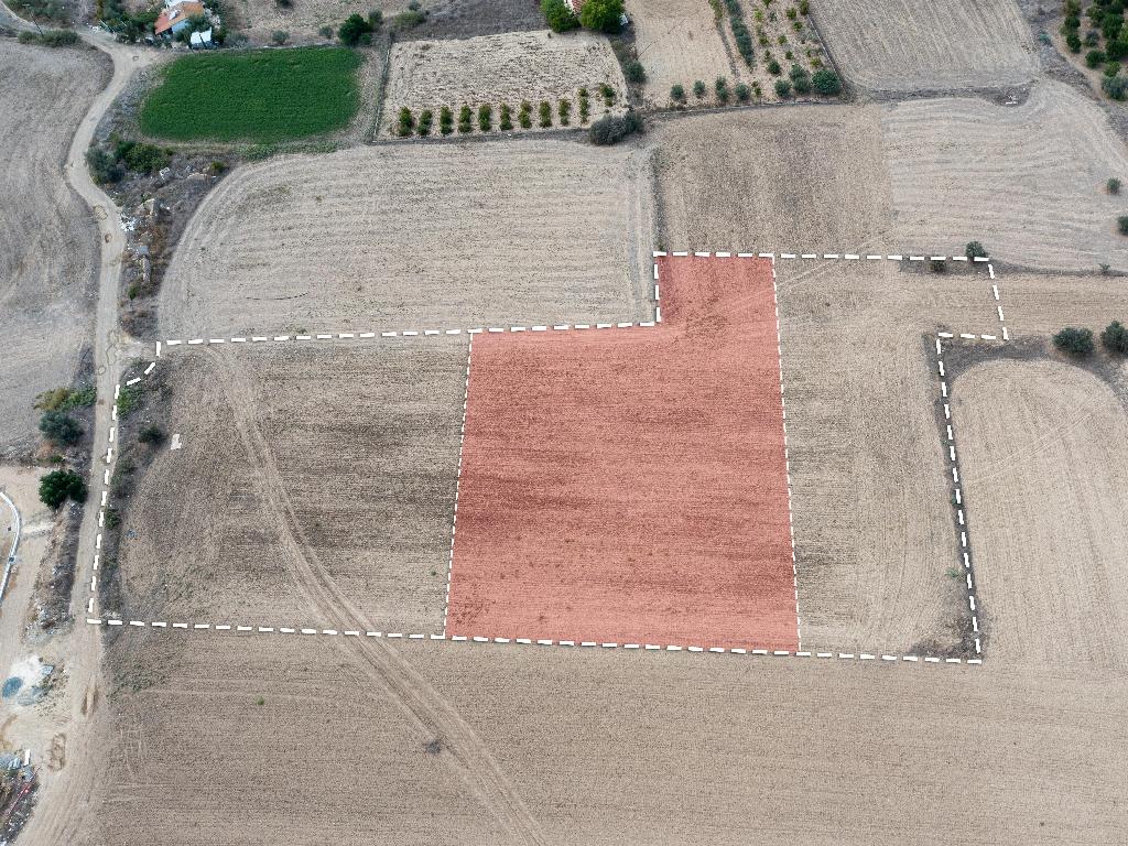 Field-Dali-PR33662