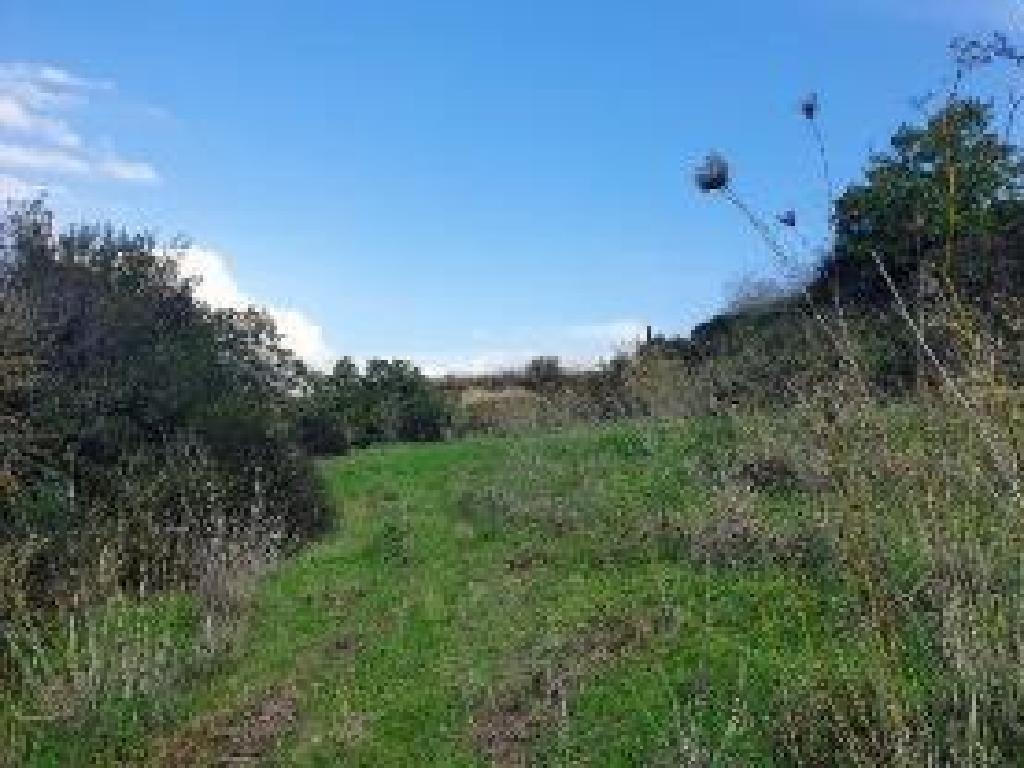 Field-Kallepeia-PR40076