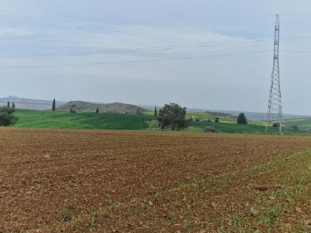 Field - Kato Koutrafas, Nicosia