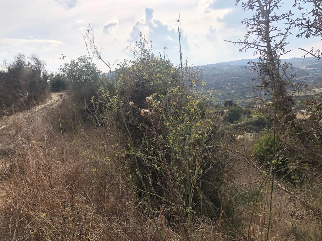 Field – Stroumpi, Paphos