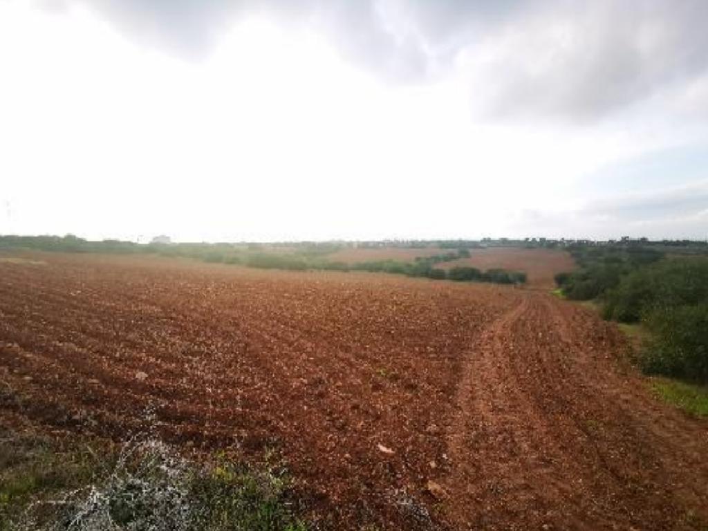 Field-Paralimni-PR36299