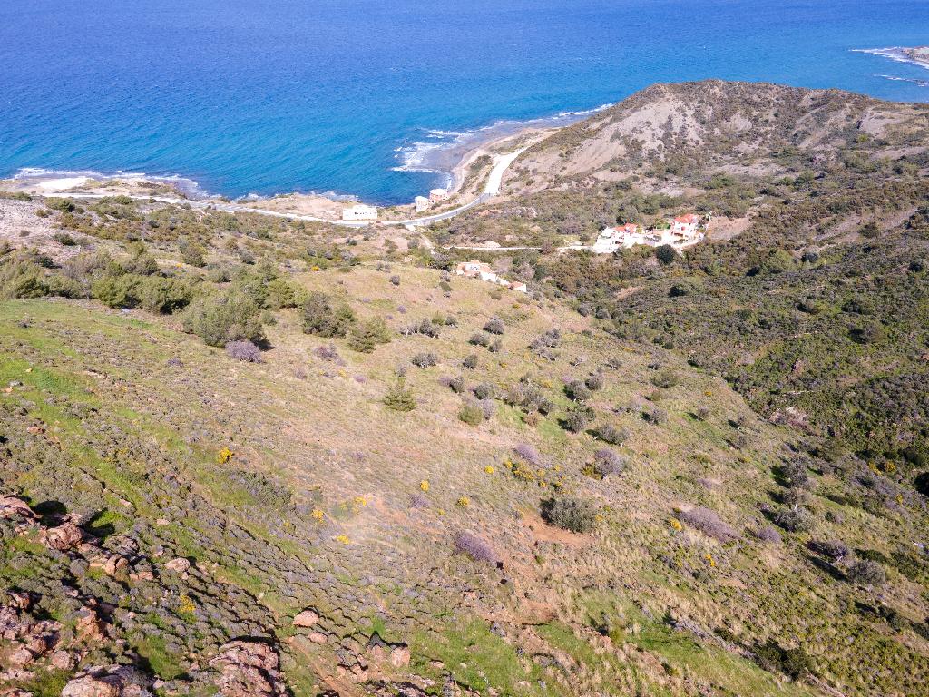 Field-Pigenia-PR12345