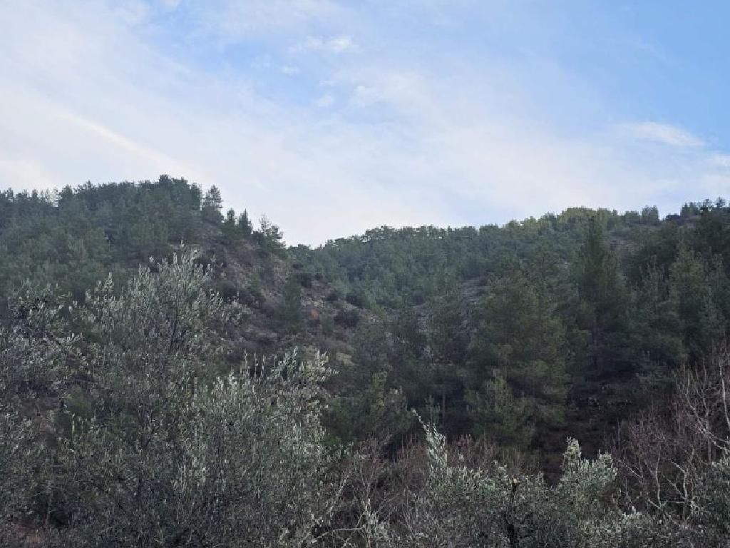 Field-Palaichori Orinis-PR39565