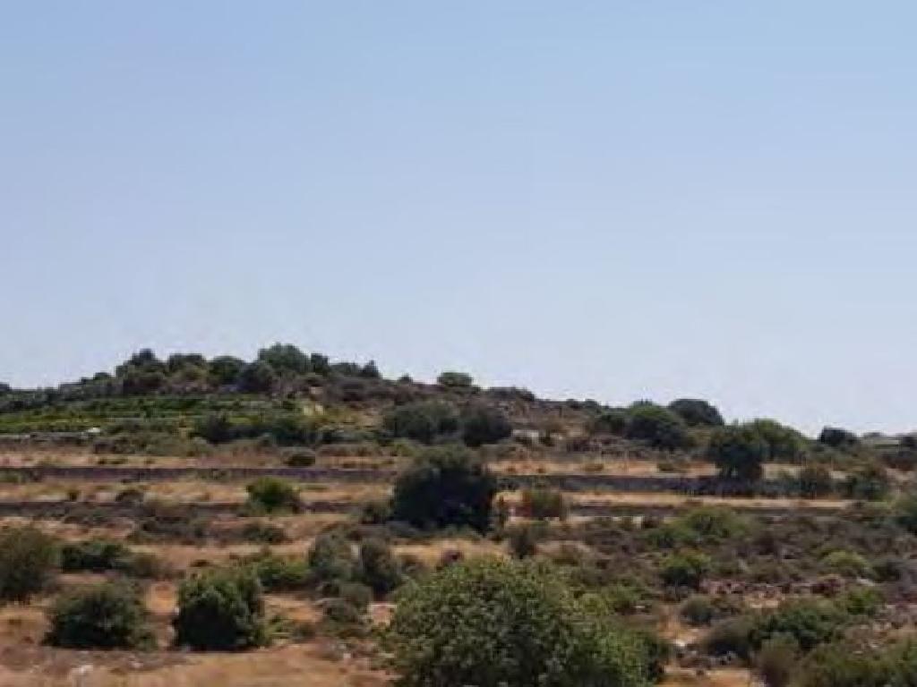 Field-Pachna-PR40215