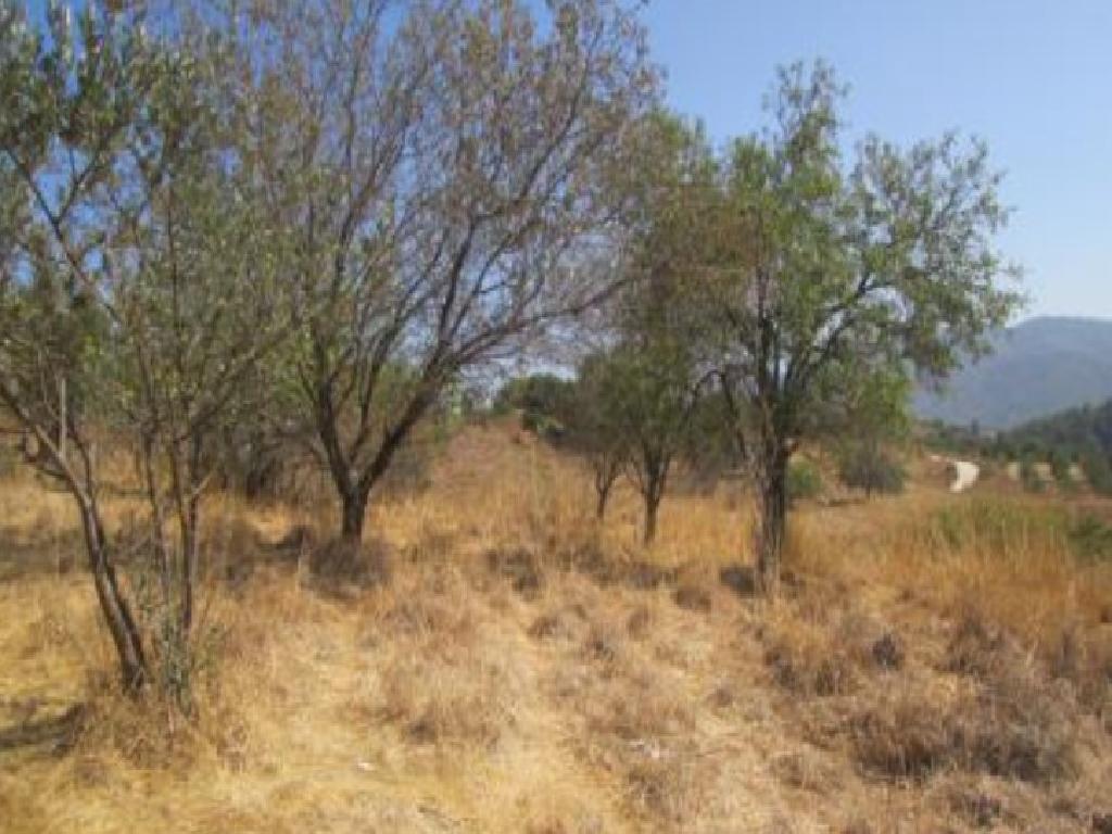 Field-Kritou Marottou-PR41183