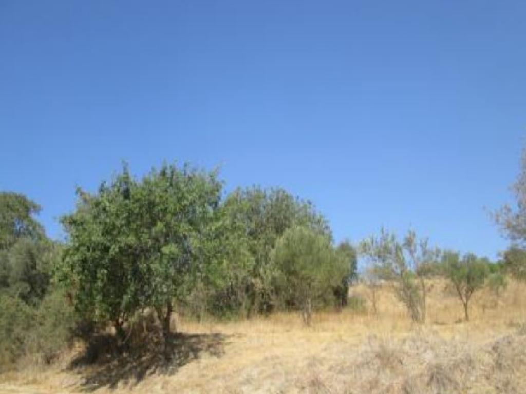 Field-Kritou Marottou-PR41183