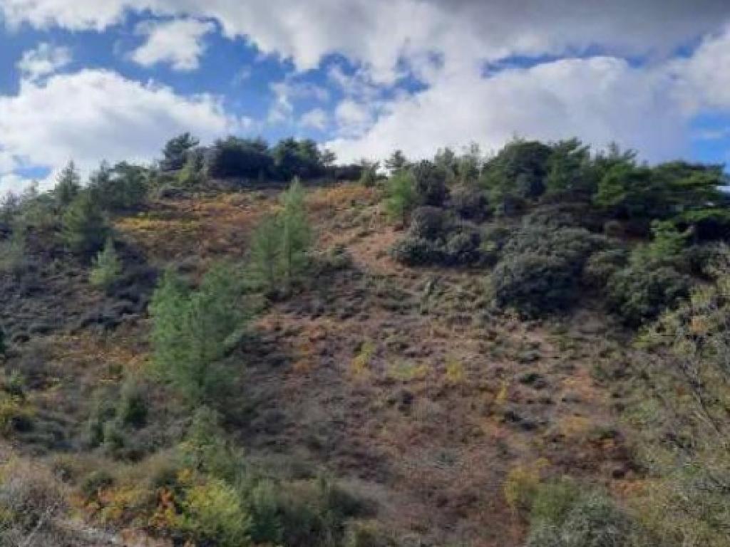 Field-Odou-PR41916