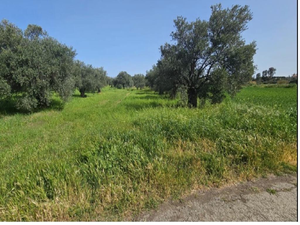 Field-Linou-PR42658