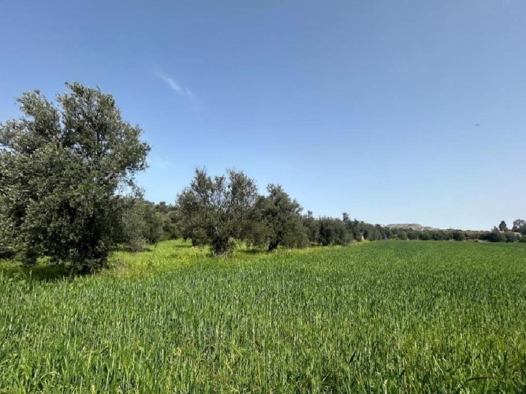 Field-Linou-PR42658