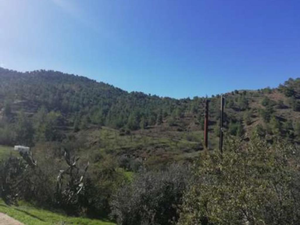 Field-Agios Theodoros (Soleas)-PR14561