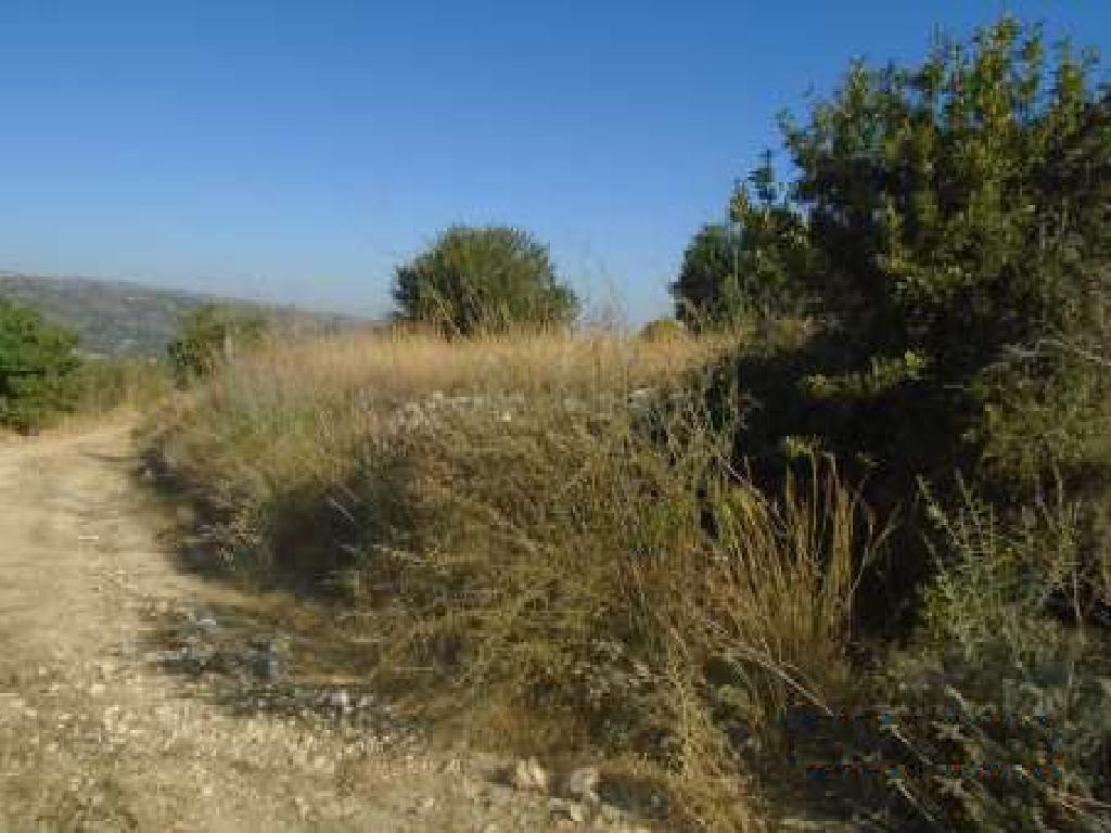 Field - Giolou, Paphos