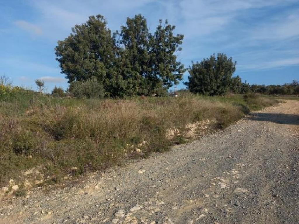 Field-Pano Kivides-PR35968