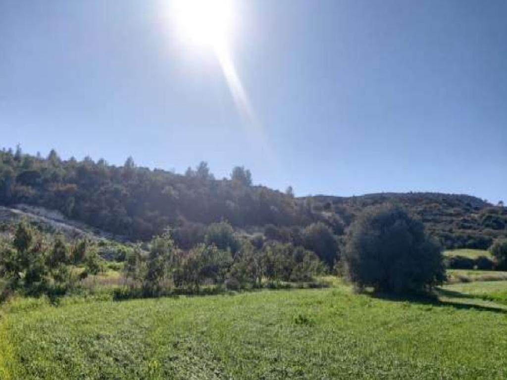 Field - Kalavasos, Larnaca