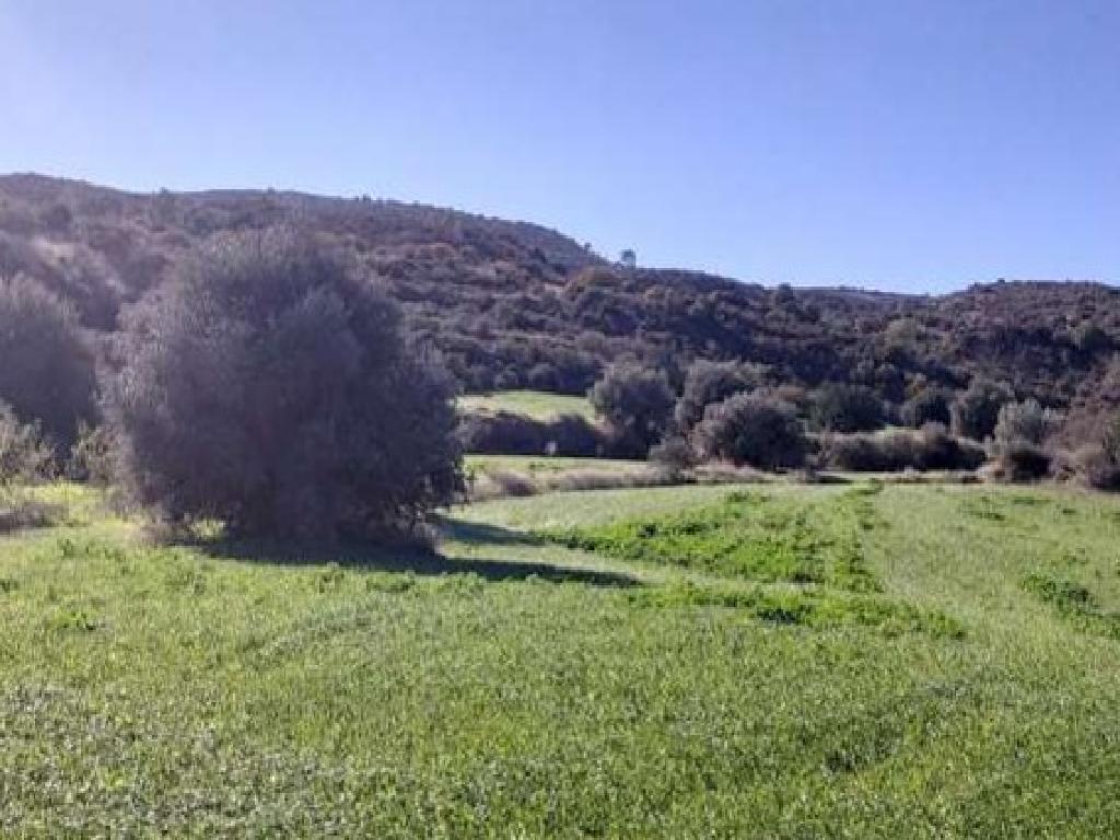 Field - Kalavasos, Larnaca